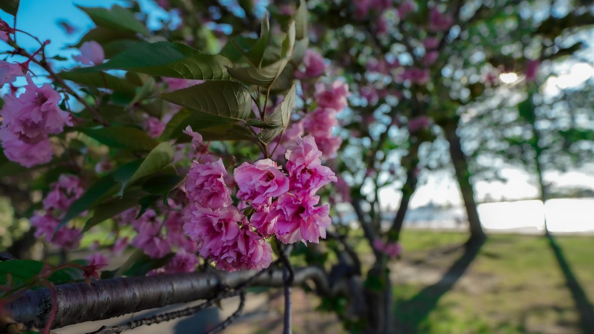 Spring bloom