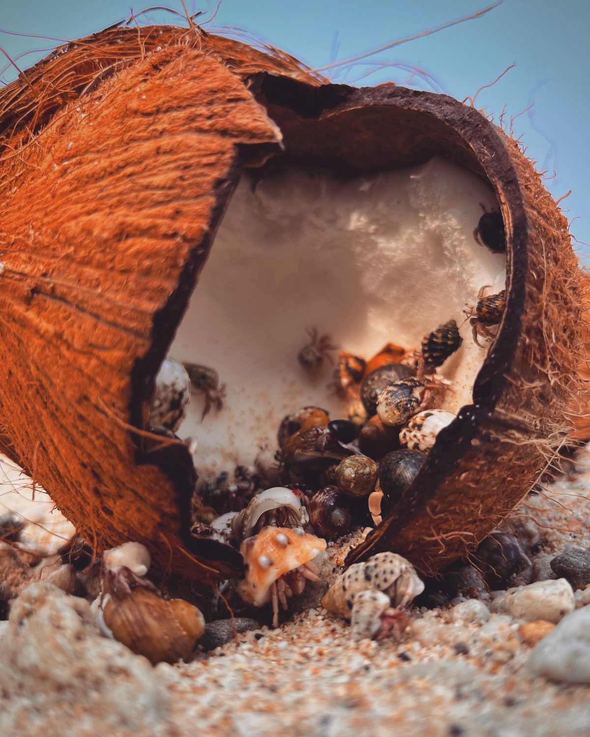 Hermit crabs on the shore