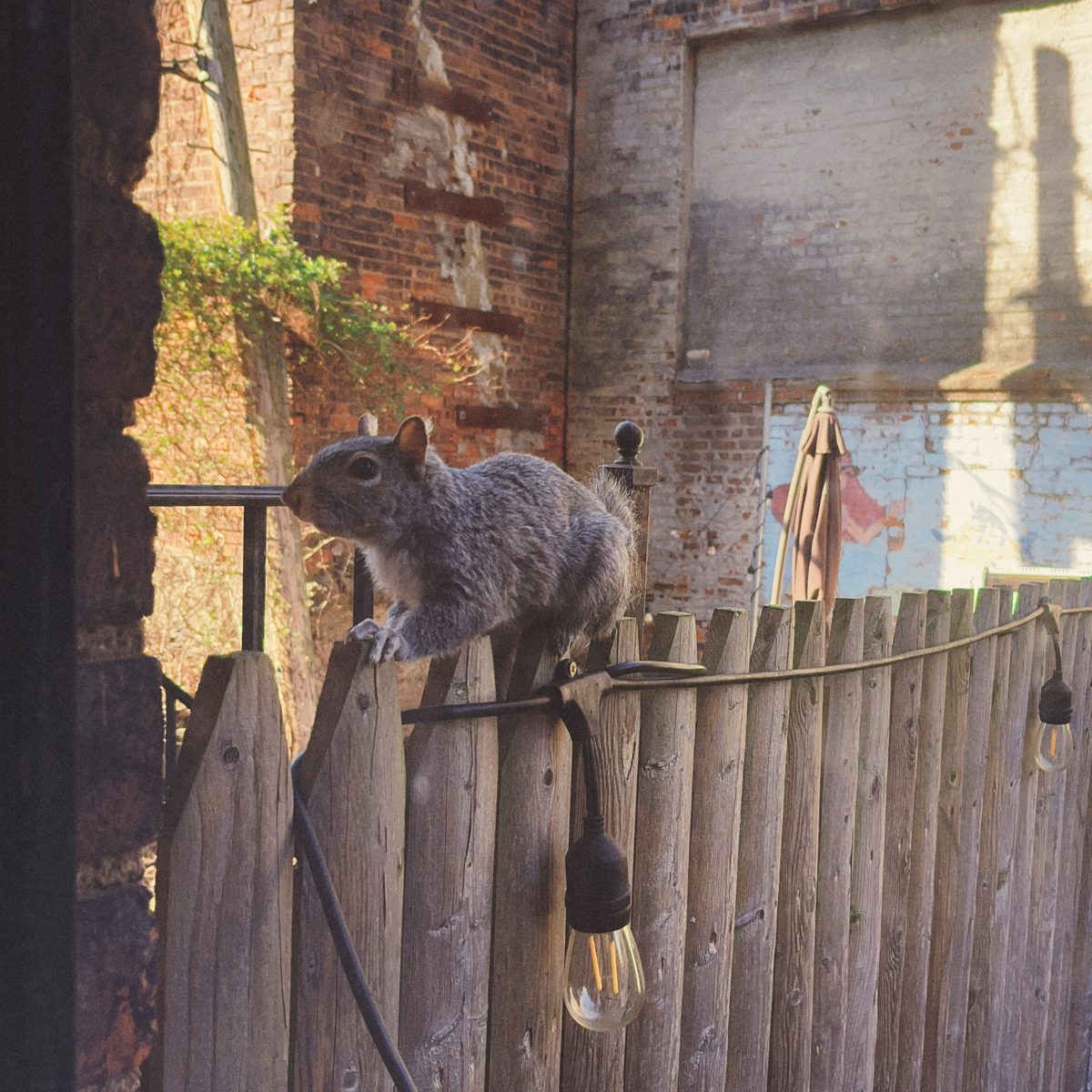 A curious squirrel